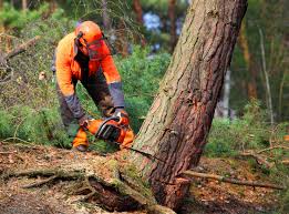 Reliable Hickory Hills, IL Tree Services Solutions